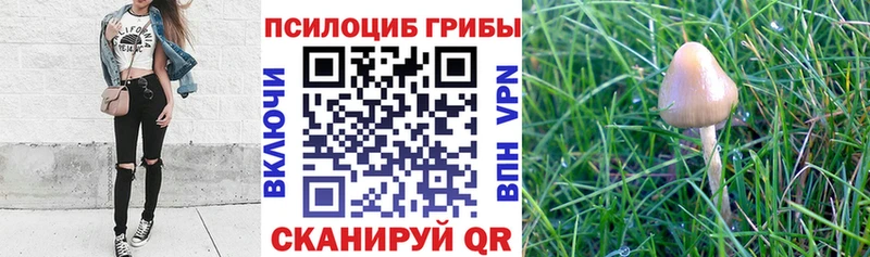наркошоп  Железногорск  Псилоцибиновые грибы MAGIC MUSHROOMS 
