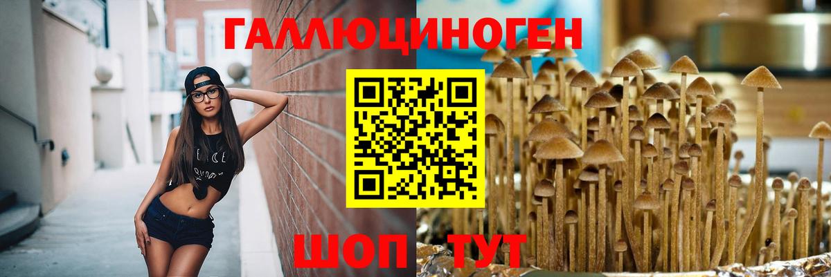 Галлюциногенные грибы Psilocybine cubensis Железногорск